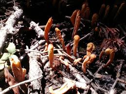 Attēlu rezultāti vaicājumam “Clavariadelphus ligula”