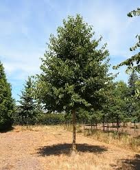 Attēlu rezultāti vaicājumam “Corylus colurna”