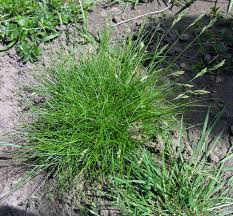 Attēlu rezultāti vaicājumam “Festuca ovina”