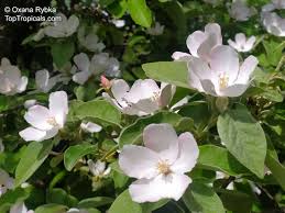 Attēlu rezultāti vaicājumam “Cydonia oblonga”