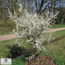 Attēlu rezultāti vaicājumam “Prunus spinosa”