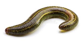 Attēlu rezultāti vaicājumam “Hirudinea”