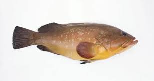 Image result for Epinephelus morio