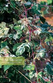 Attēlu rezultāti vaicājumam “Ampelopsis glandulosa var. brevipedunculata”