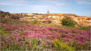 Attēlu rezultāti vaicājumam “Leiocolea heterocolpos”