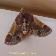 Attēlu rezultāti vaicājumam “Pyralis farinalis”