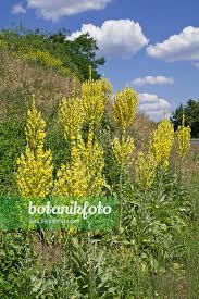 Image result for Verbascum phlomoides