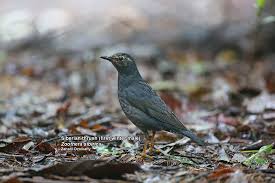 Image result for Zoothera sibirica