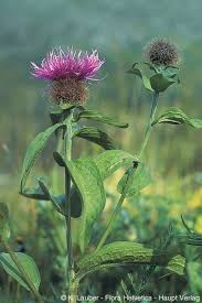 Image result for Centaurea pseudophrygia