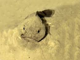Image result for blobfish