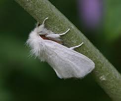 Attēlu rezultāti vaicājumam “Rhyacionia pinicolana”