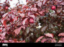 Attēlu rezultāti vaicājumam “Prunus (plum-tree) fruit”