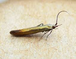 Attēlu rezultāti vaicājumam “Coleophora alticolella”