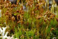 Attēlu rezultāti vaicājumam “Cynodontium strumiferum”