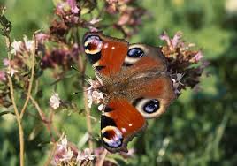 Attēlu rezultāti vaicājumam “Inachis io upperside”