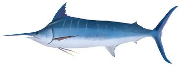 Image result for Makaira mazara