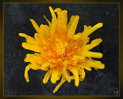 Attēlu rezultāti vaicājumam “Sonchus arvensis subsp. uliginosus flower”