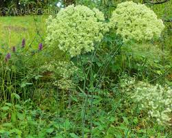 Attēlu rezultāti vaicājumam “Angelica sylvestris flower”