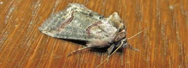 Attēlu rezultāti vaicājumam “Abrostola triplasia”