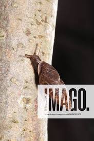 Attēlu rezultāti vaicājumam “Ena montana”