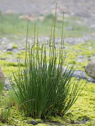 Attēlu rezultāti vaicājumam “Triglochin maritimum”