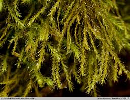 Attēlu rezultāti vaicājumam “Anomodon longifolius”