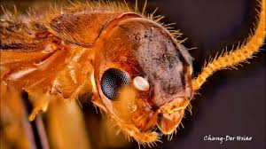 Attēlu rezultāti vaicājumam “Diderma testaceum macro”