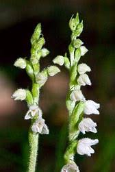Attēlu rezultāti vaicājumam “Goodyera repens fruit”