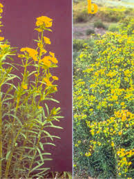 Attēlu rezultāti vaicājumam “Euphorbia virgata flower”