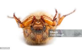 Attēlu rezultāti vaicājumam “Amphimallon solstitiale imago”