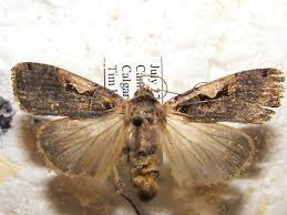 Attēlu rezultāti vaicājumam “Xestia c-nigrum”