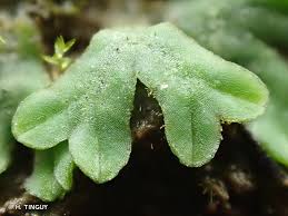 Attēlu rezultāti vaicājumam “Riccia glauca”