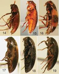 Attēlu rezultāti vaicājumam “Tetratomidae”