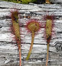 Attēlu rezultāti vaicājumam “Drosera rotundifolia flower”
