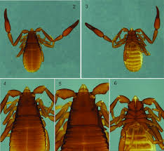 Attēlu rezultāti vaicājumam “Chelifer cancroides”