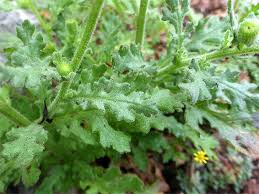 Attēlu rezultāti vaicājumam “Senecio viscosus flower”