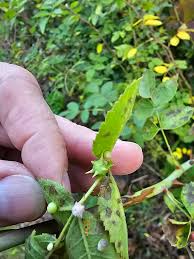 Attēlu rezultāti vaicājumam “Diplolepis eglanteriae”