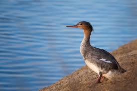 Attēlu rezultāti vaicājumam “Mergus serrator female”