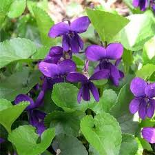 Attēlu rezultāti vaicājumam “Viola x williamsii flower”