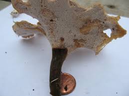 Attēlu rezultāti vaicājumam “Polyporus varius”