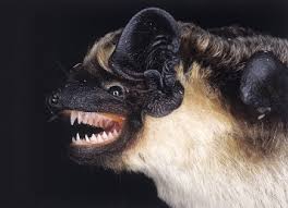 Attēlu rezultāti vaicājumam “Vespertilio murinus”