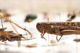 Attēlu rezultāti vaicājumam “Orthoptera”