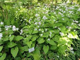 Attēlu rezultāti vaicājumam “Lunaria rediviva fruit”