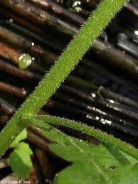 Attēlu rezultāti vaicājumam “Rorippa palustris leaf”