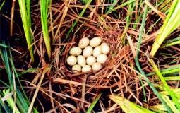 Attēlu rezultāti vaicājumam “Anas platyrhynchos eggs”