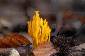 Attēlu rezultāti vaicājumam “Calocera viscosa”