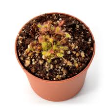 Attēlu rezultāti vaicājumam “Drosera anglica fruit”