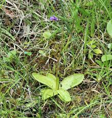 Attēlu rezultāti vaicājumam “Pinguicula vulgaris flower”