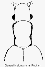 Attēlu rezultāti vaicājumam “Dienerella elongata”