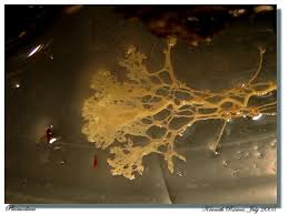 Attēlu rezultāti vaicājumam “Hemitrichia calyculata young”